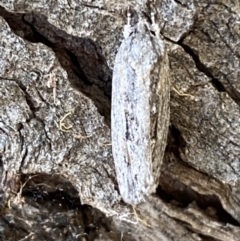 Agriophara platyscia at Jerrabomberra, NSW - 1 Apr 2022 12:55 PM