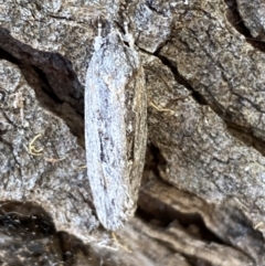 Agriophara platyscia at Jerrabomberra, NSW - 1 Apr 2022 12:55 PM