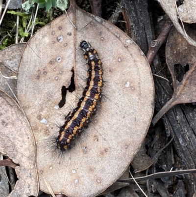 Nyctemera amicus (Senecio Moth, Magpie Moth, Cineraria Moth) at Jerrabomberra, NSW - 1 Apr 2022 by Steve_Bok