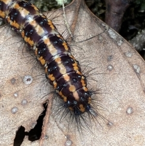 Nyctemera amicus at Jerrabomberra, NSW - 1 Apr 2022 01:45 PM