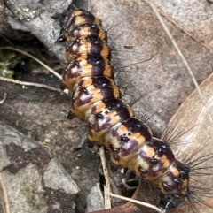 Nyctemera amicus at Jerrabomberra, NSW - 1 Apr 2022 01:45 PM