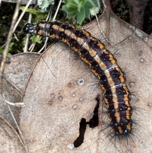 Nyctemera amicus at Jerrabomberra, NSW - 1 Apr 2022 01:45 PM