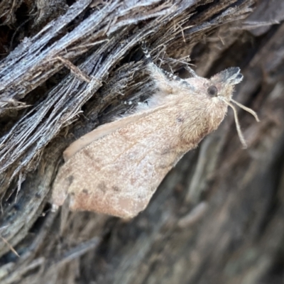 Pararguda (genus) at Mount Jerrabomberra - 1 Apr 2022 by SteveBorkowskis