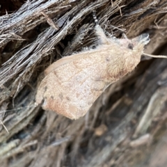 Pararguda (genus) at Jerrabomberra, NSW - 1 Apr 2022