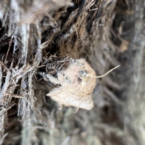 Pararguda (genus) at Jerrabomberra, NSW - 1 Apr 2022