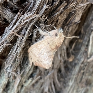 Pararguda (genus) at Jerrabomberra, NSW - 1 Apr 2022