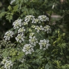 Conium maculatum (Hemlock) at Molonglo Valley, ACT - 22 Mar 2022 by AlisonMilton