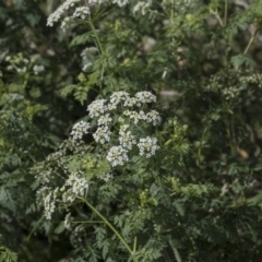 Conium maculatum at Molonglo Valley, ACT - 23 Mar 2022