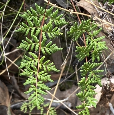 Cheilanthes sieberi subsp. sieberi (Narrow Rock Fern) at Mount Jerrabomberra QP - 1 Apr 2022 by Steve_Bok
