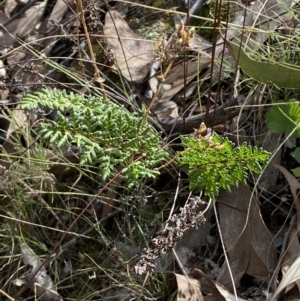 Cheilanthes sieberi subsp. sieberi at Jerrabomberra, NSW - 1 Apr 2022 01:52 PM