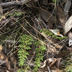 Cheilanthes sieberi subsp. sieberi at Jerrabomberra, NSW - 1 Apr 2022 01:52 PM