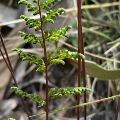 Cheilanthes sieberi subsp. sieberi at Jerrabomberra, NSW - 1 Apr 2022