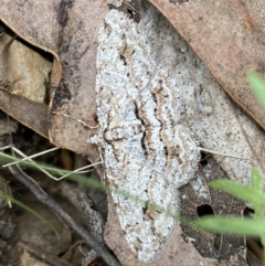 Didymoctenia exsuperata (Thick-lined Bark Moth) at Mount Jerrabomberra - 1 Apr 2022 by SteveBorkowskis