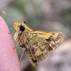 Ocybadistes walkeri (Green Grass-dart) at Mount Jerrabomberra QP - 1 Apr 2022 by Steve_Bok