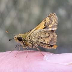 Ocybadistes walkeri at Jerrabomberra, NSW - 1 Apr 2022