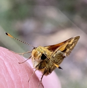 Ocybadistes walkeri at Jerrabomberra, NSW - 1 Apr 2022 02:15 PM