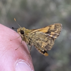 Ocybadistes walkeri at Jerrabomberra, NSW - 1 Apr 2022