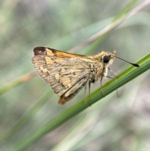 Ocybadistes walkeri at Jerrabomberra, NSW - 1 Apr 2022