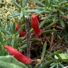 Astroloma humifusum (Cranberry Heath) at Jerrabomberra, NSW - 1 Apr 2022 by Steve_Bok