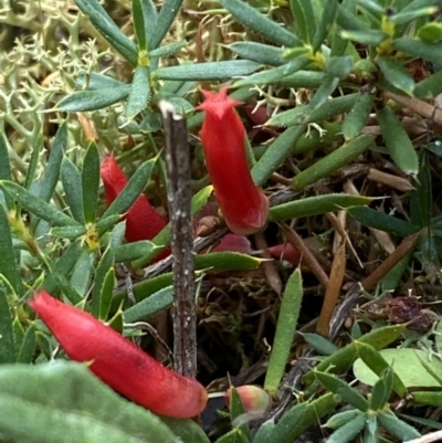 Astroloma humifusum (Cranberry Heath) at Mount Jerrabomberra QP - 1 Apr 2022 by Steve_Bok