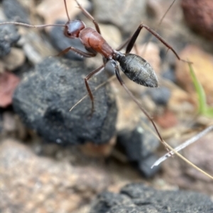 Camponotus sp. (genus) at Jerrabomberra, NSW - 1 Apr 2022