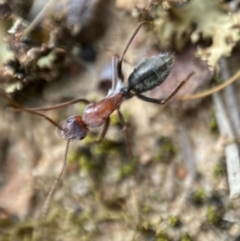 Camponotus sp. (genus) at Jerrabomberra, NSW - 1 Apr 2022