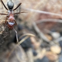 Camponotus sp. (genus) at Jerrabomberra, NSW - 1 Apr 2022