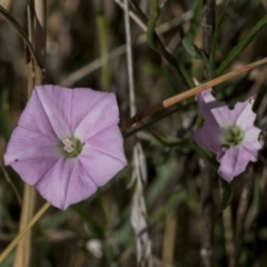 Convolvulus angustissimus (Pink Bindweed) at Kama - 22 Mar 2022 by AlisonMilton