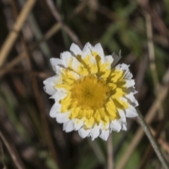 Leucochrysum albicans subsp. tricolor (Hoary Sunray) at Kama - 22 Mar 2022 by AlisonMilton