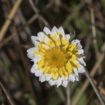 Leucochrysum albicans subsp. tricolor (Hoary Sunray) at Molonglo Valley, ACT - 22 Mar 2022 by AlisonMilton