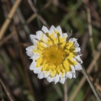 Leucochrysum albicans subsp. tricolor (Hoary Sunray) at Kama - 22 Mar 2022 by AlisonMilton