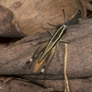 Macrotona securiformis at Molonglo Valley, ACT - 23 Mar 2022