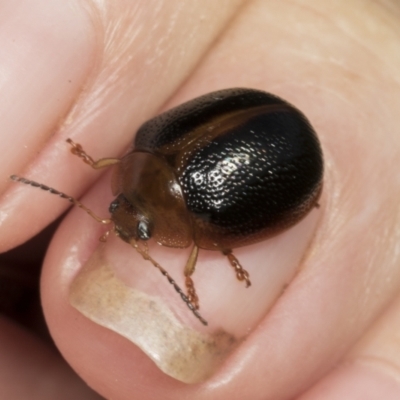 Dicranosterna immaculata (Acacia leaf beetle) at Molonglo River Reserve - 22 Mar 2022 by AlisonMilton