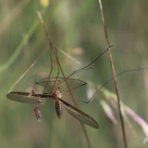 Leptotarsus (Macromastix) costalis at Mount Clear, ACT - 24 Jan 2022