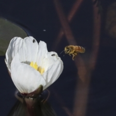 Ottelia ovalifolia (Swamp Lily) at Kama - 22 Mar 2022 by AlisonMilton