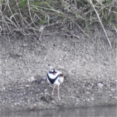 Charadrius melanops (Black-fronted Dotterel) at Kambah, ACT - 1 Apr 2022 by HelenCross