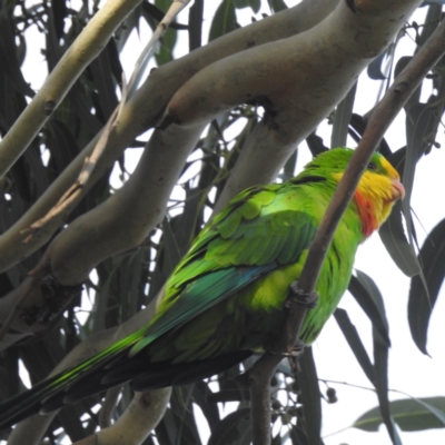 Polytelis swainsonii (Superb Parrot) at Lake Tuggeranong - 1 Apr 2022 by HelenCross