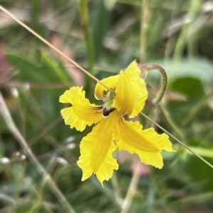 Goodenia paradoxa at Mount Clear, ACT - 24 Jan 2022