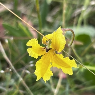 Velleia paradoxa (Spur Velleia) at Mount Clear, ACT - 23 Jan 2022 by JimL