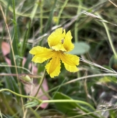 Goodenia paradoxa at Mount Clear, ACT - 24 Jan 2022