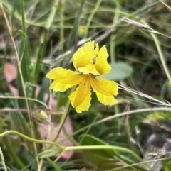 Goodenia paradoxa at Mount Clear, ACT - 24 Jan 2022