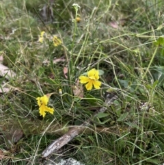 Goodenia paradoxa at Mount Clear, ACT - 24 Jan 2022