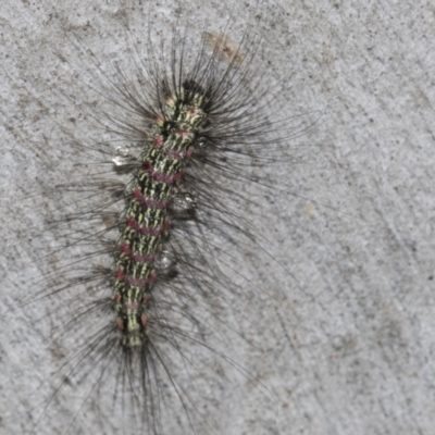 Anestia (genus) (A tiger moth) at Higgins, ACT - 26 Feb 2022 by AlisonMilton