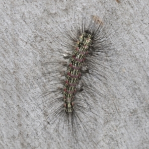 Anestia (genus) at Higgins, ACT - 27 Feb 2022 08:25 AM