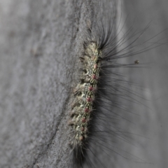 Anestia (genus) at Higgins, ACT - 27 Feb 2022 08:25 AM