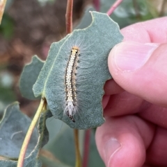 Uraba lugens (Gumleaf Skeletonizer) at Stromlo, ACT - 4 Mar 2022 by JimL