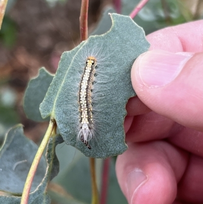 Uraba lugens (Gumleaf Skeletonizer) at Stromlo, ACT - 4 Mar 2022 by JimL