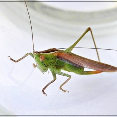 Conocephalomima barameda (False Meadow Katydid, Barameda) at Crooked Corner, NSW - 30 Mar 2022 by Milly