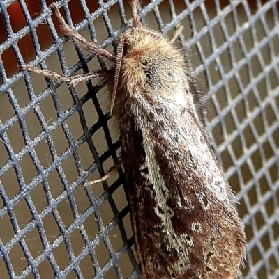 Fraus simulans (Varied Fraus Moth) at Crooked Corner, NSW - 30 Mar 2022 by Milly