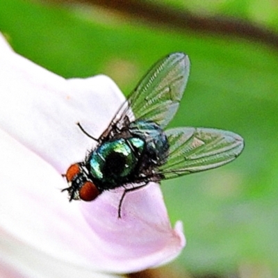 Calliphoridae (family) (Unidentified blowfly) at Crooked Corner, NSW - 30 Mar 2022 by Milly